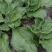 【新鲜供货】冰菜，四川冰菜，大量供应保质保量，可全国发货