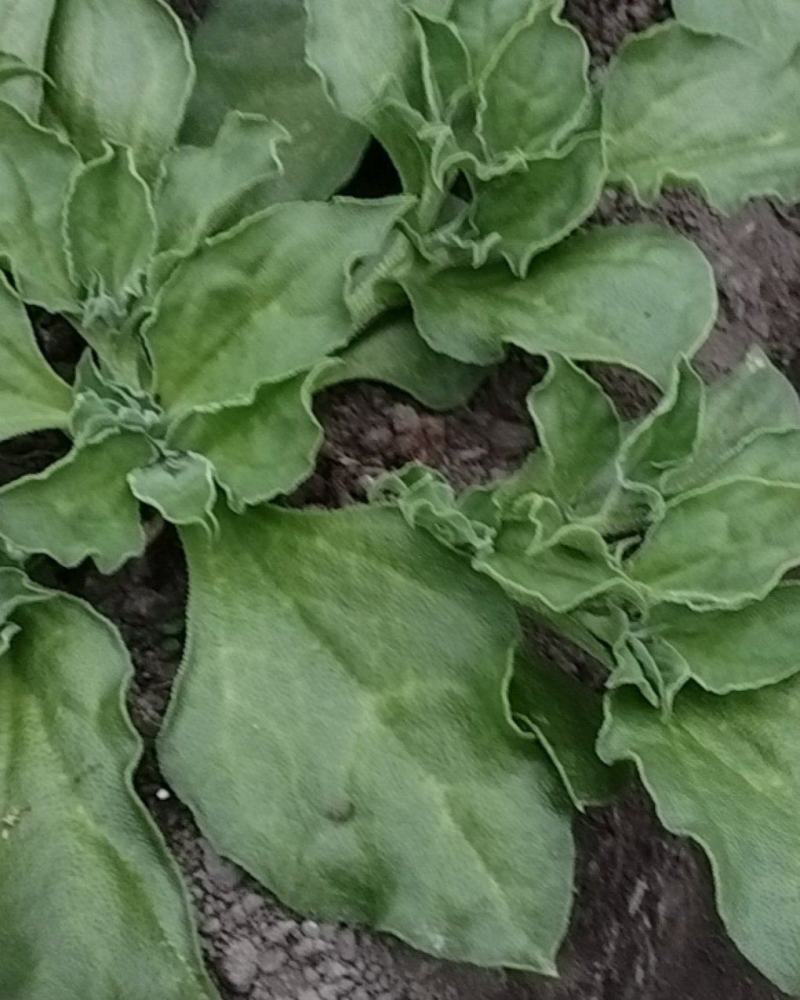【新鲜供货】冰菜，四川冰菜，大量供应保质保量，可全国发货