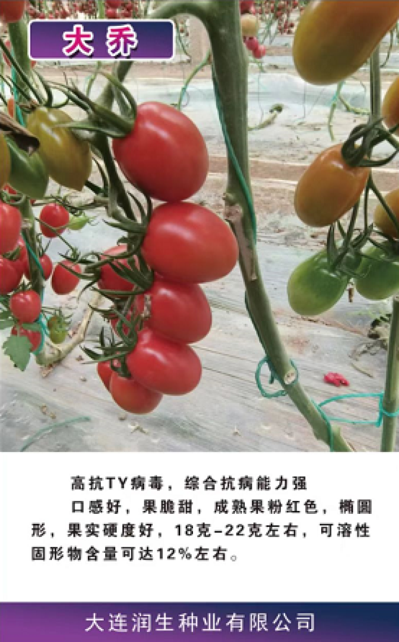 【牛商实力推荐】千禧小番茄种苗大乔基地直发诚信经营
