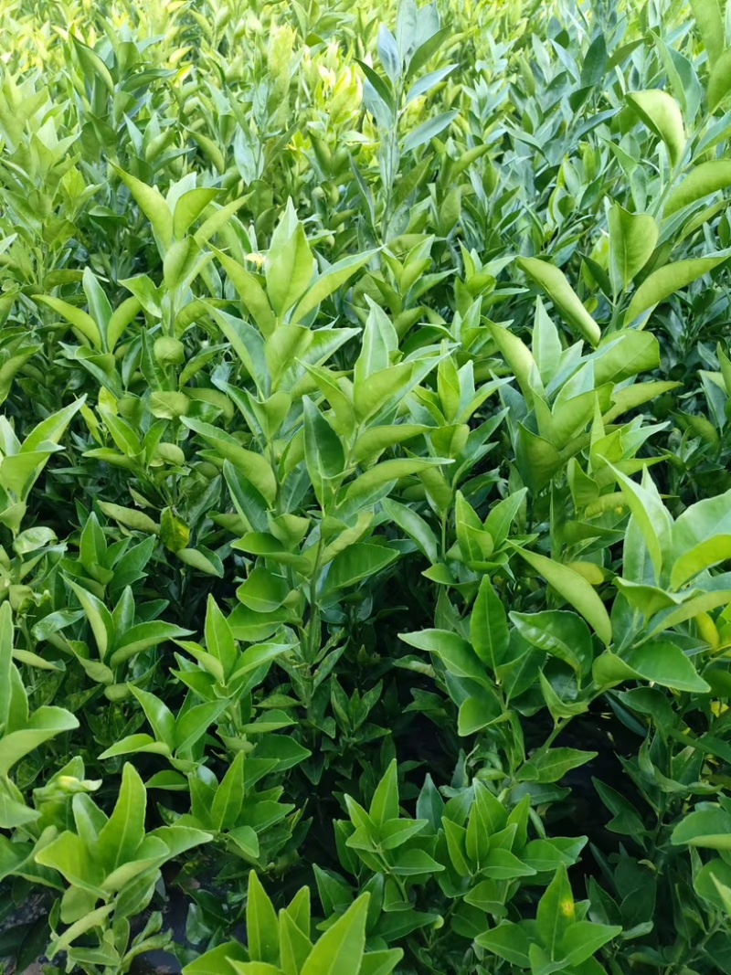 美国糖橘苗，树苗健壮，生命力强，现挖现发，带叶带泥
