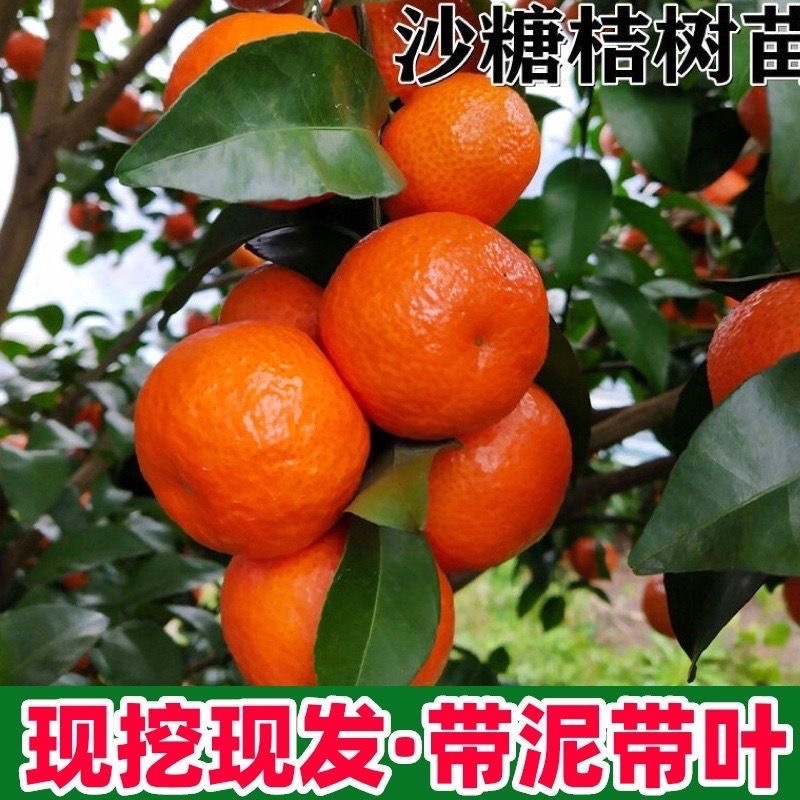 美国糖橘苗，树苗健壮，生命力强，现挖现发，带叶带泥