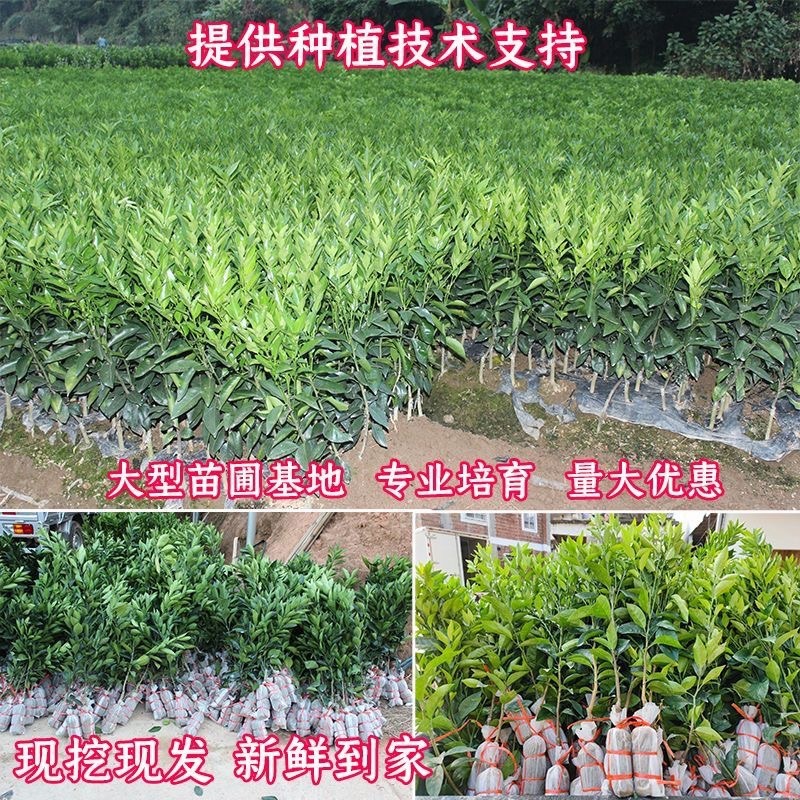 正宗沙糖橘苗，优质货品，专业种植，需要的可以看货，