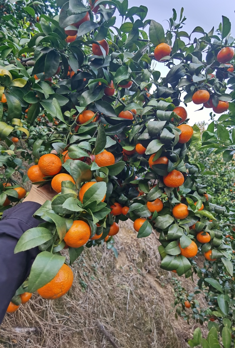 广西西林沙糖桔，大量现货供应市场电商落地配社区团购等。