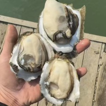 精品生蚝大量现货饱满多汁保质保量基地直供