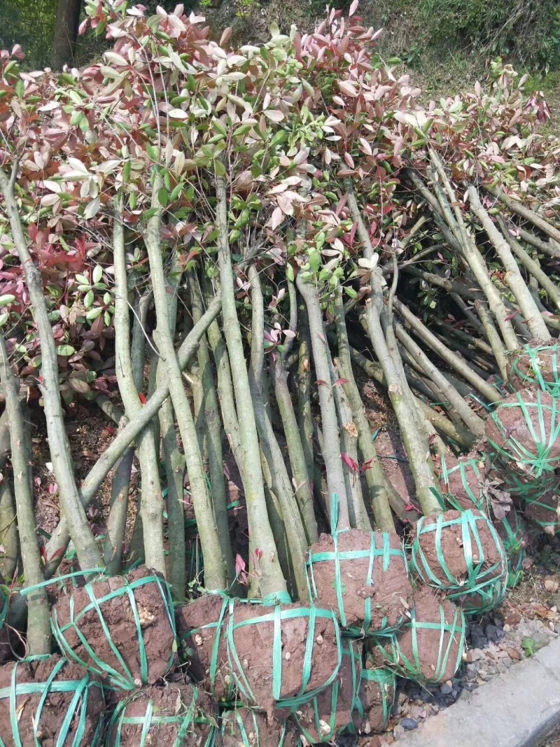 精选2公分红叶石楠树精品石楠树基地直发成活率高运输便利