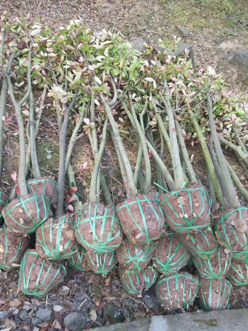 精选2公分红叶石楠树精品石楠树基地直发成活率高运输便利