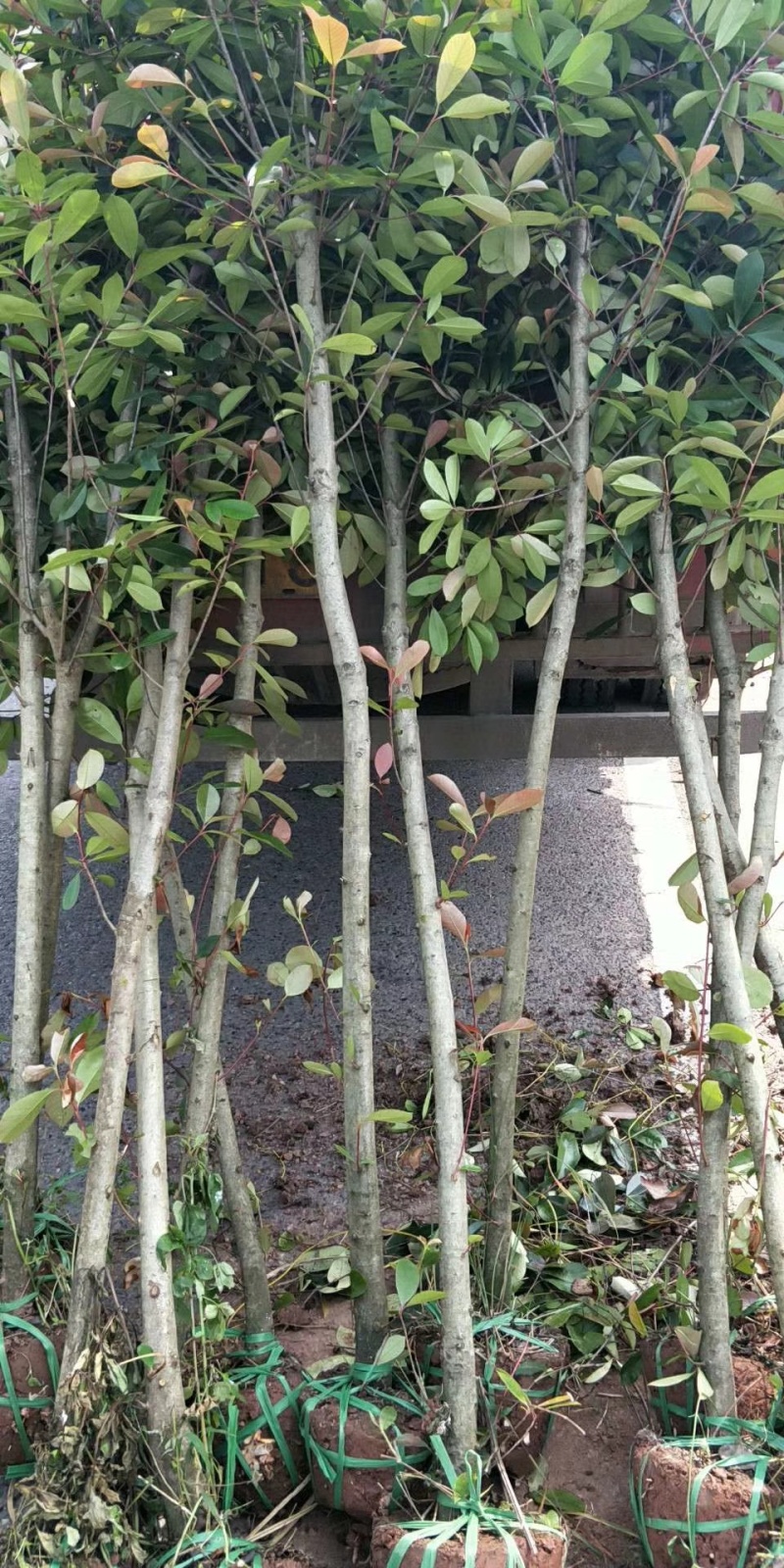 推荐4公分红叶石楠树精品石楠树基地直发成活率高运输便利