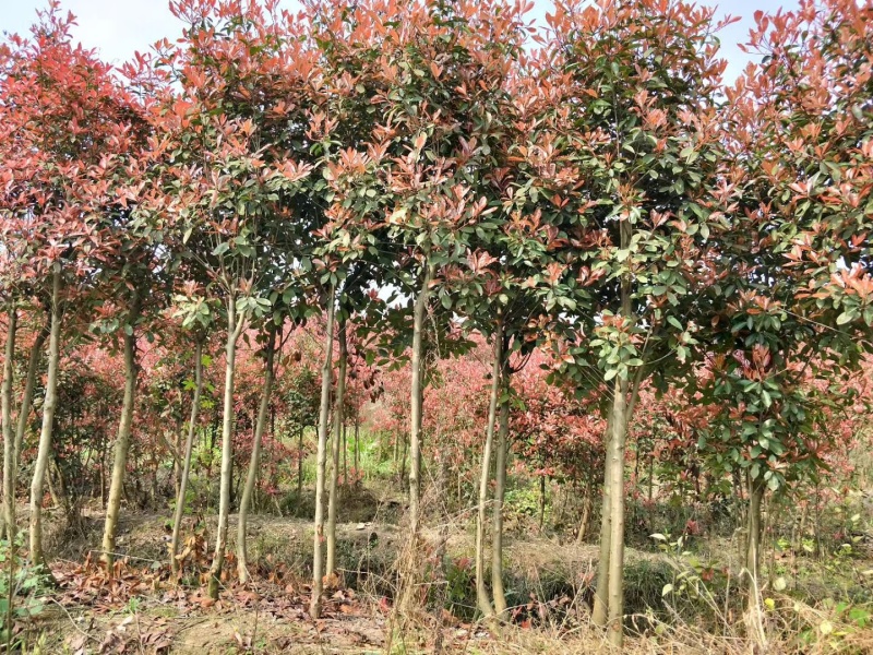 推荐4公分红叶石楠树精品石楠树基地直发成活率高运输便利