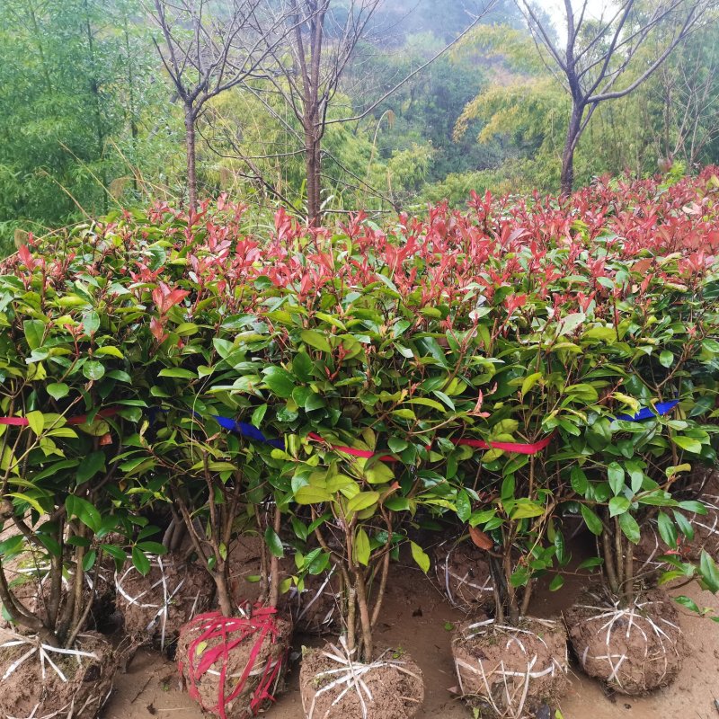 推荐4公分红叶石楠树精品石楠树基地直发成活率高运输便利
