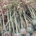 推荐4公分红叶石楠树精品石楠树基地直发成活率高运输便利