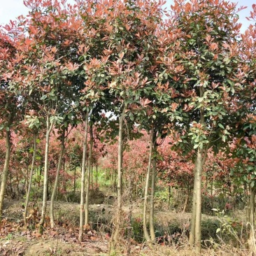 5公分红叶石楠树精品石楠树基地直发成活率高运输便利