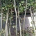 5公分红叶石楠树精品石楠树基地直发成活率高运输便利