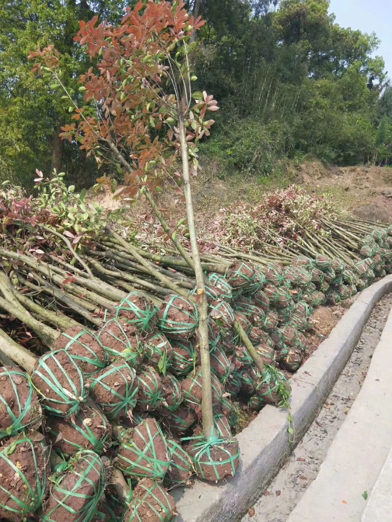 5公分红叶石楠树精品石楠树基地直发成活率高运输便利