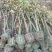 5公分红叶石楠树精品石楠树基地直发成活率高运输便利
