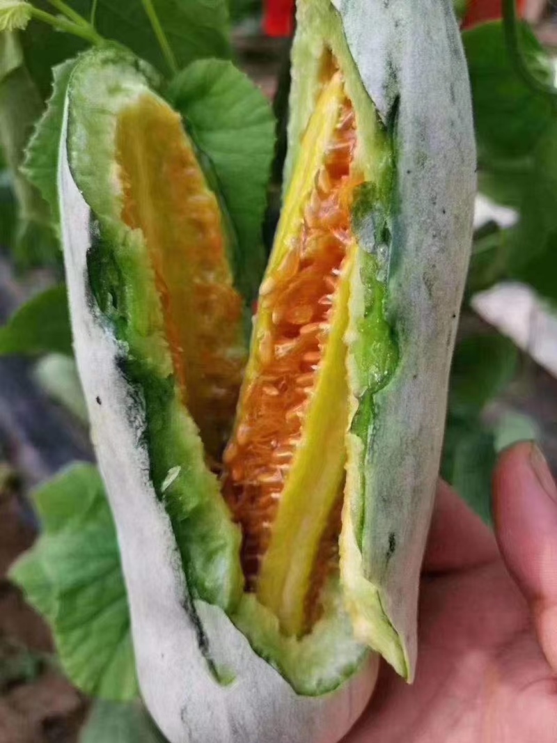 羊角蜜甜瓜苗山东甜瓜苗嫁接羊角蜜甜瓜苗锦玉羊角蜜