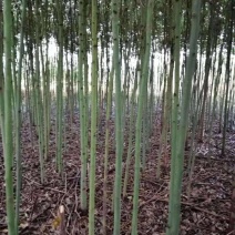 3公分香樟树樟树手续齐全常年经营根系发达成活率高