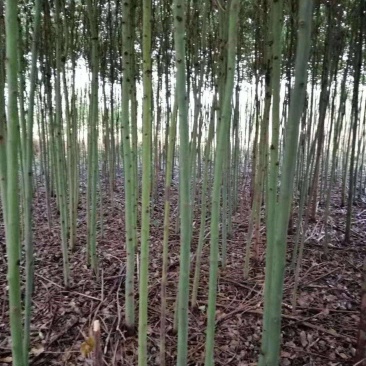 3公分香樟树樟树手续齐全常年经营根系发达成活率高
