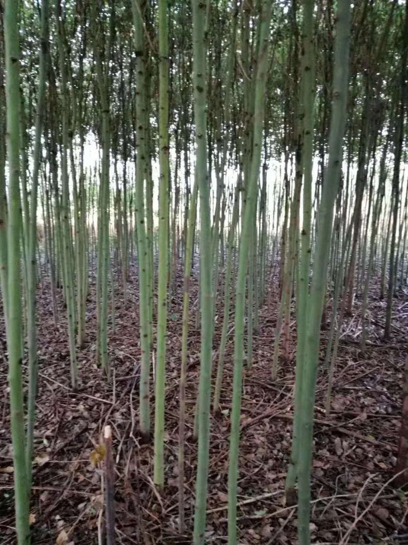 3公分香樟树樟树手续齐全常年经营根系发达成活率高