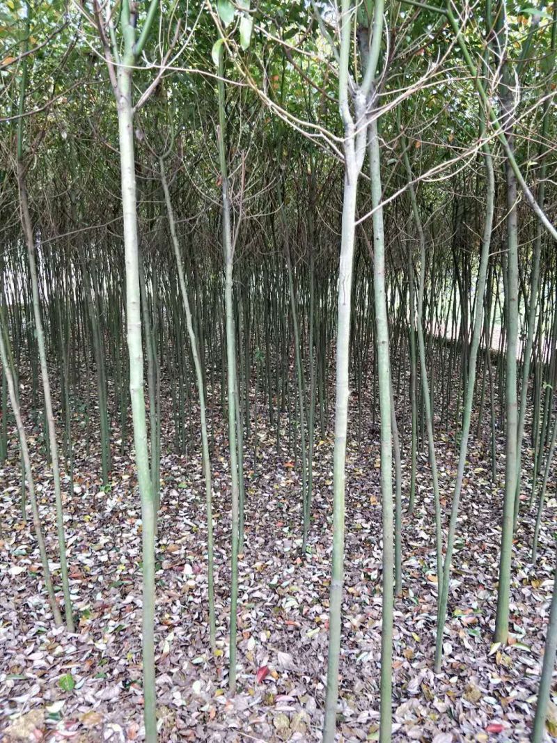 3公分香樟树樟树手续齐全常年经营根系发达成活率高