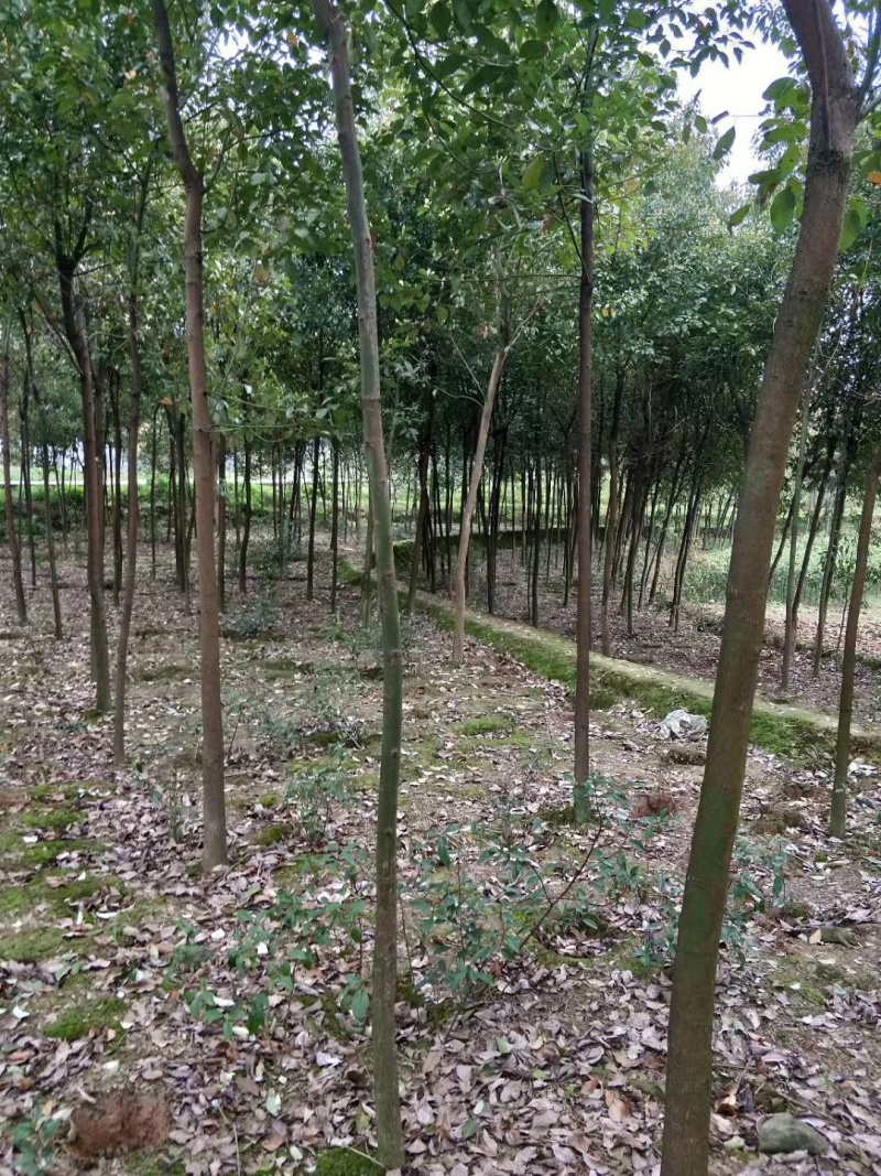 5公分香樟树樟树手续齐全常年经营根系发达成活率高