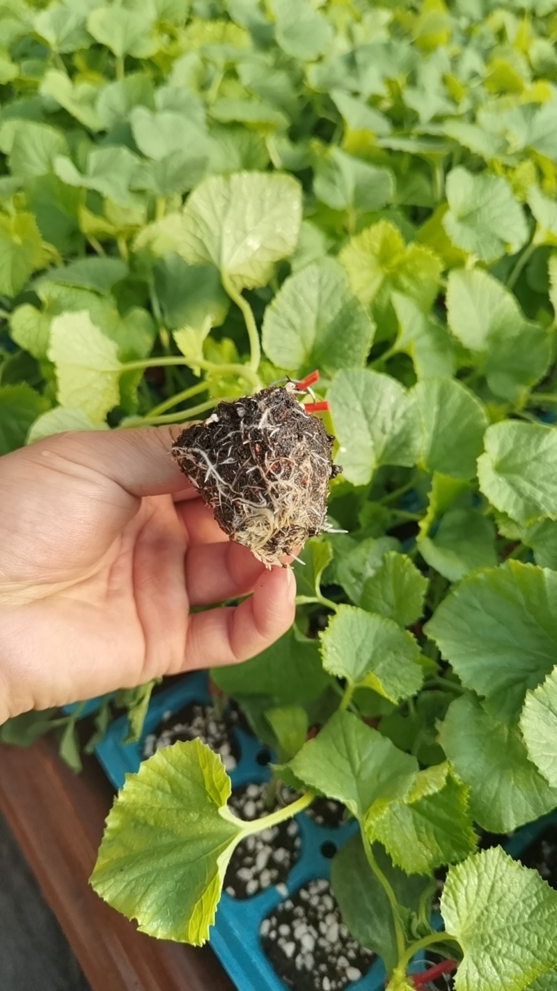 羊角蜜甜瓜苗山东甜瓜苗嫁接羊角蜜甜瓜苗锦玉羊角蜜