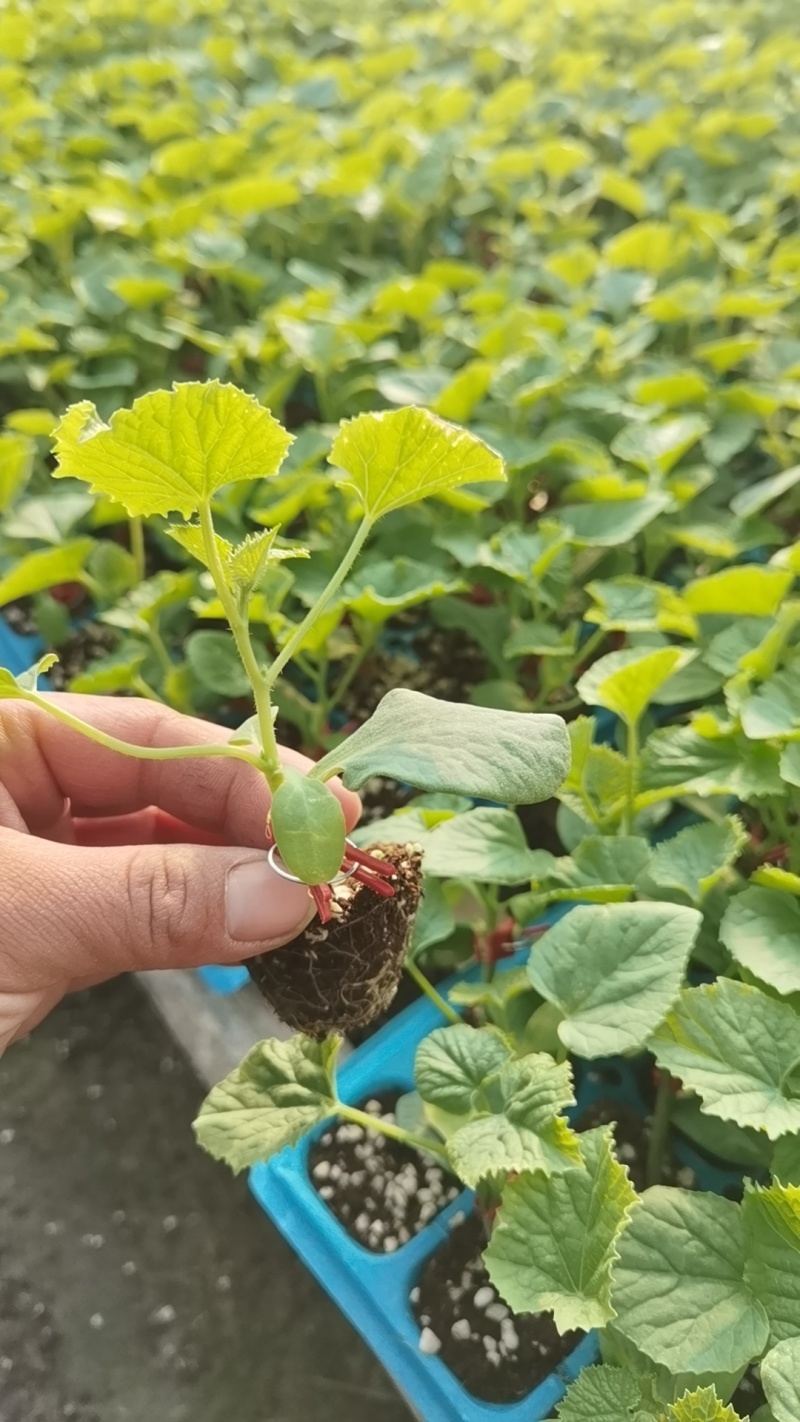 羊角蜜甜瓜苗山东甜瓜苗嫁接羊角蜜甜瓜苗锦玉羊角蜜