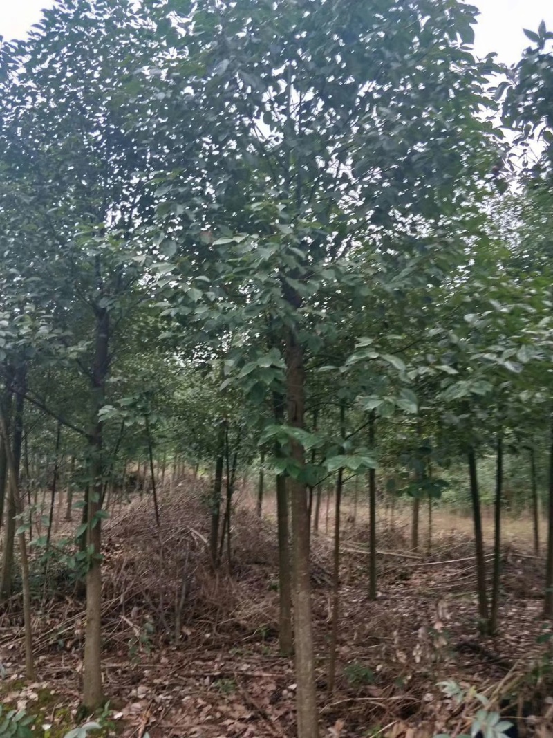 精选6公分香樟树樟树手续齐全常年经营根系发达成活率高