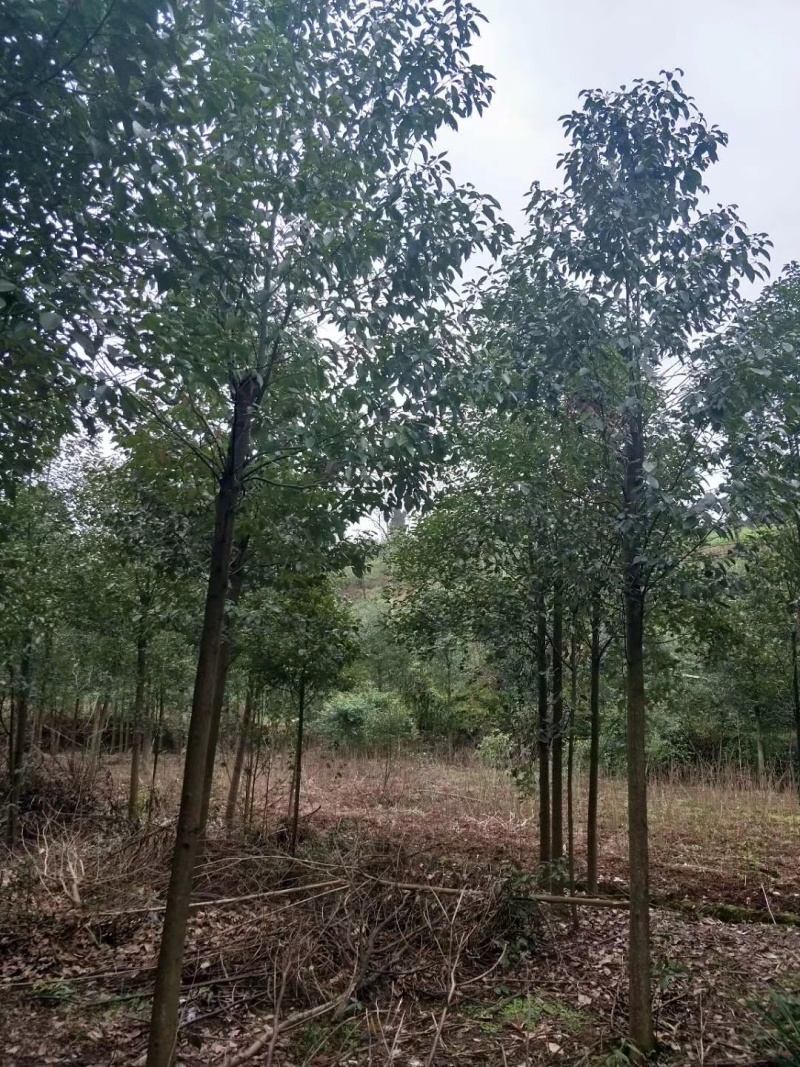 精选6公分香樟树樟树手续齐全常年经营根系发达成活率高