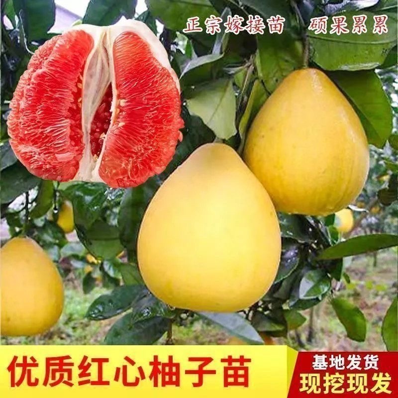 三红蜜柚苗产地直发，大量有货，欢迎各位老板前来采购