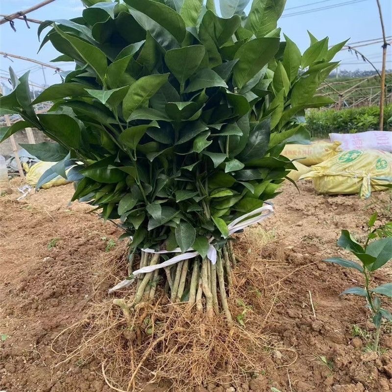 三红蜜柚苗产地直发，大量有货，欢迎各位老板前来采购