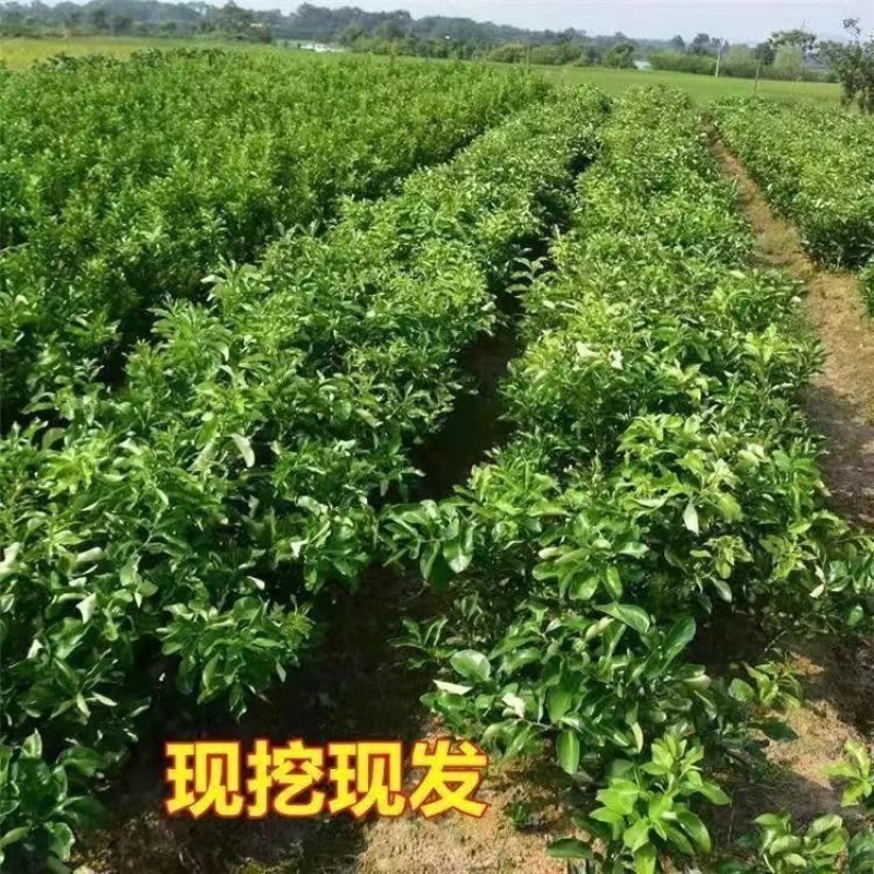 三红蜜柚苗产地直发，大量有货，欢迎各位老板前来采购
