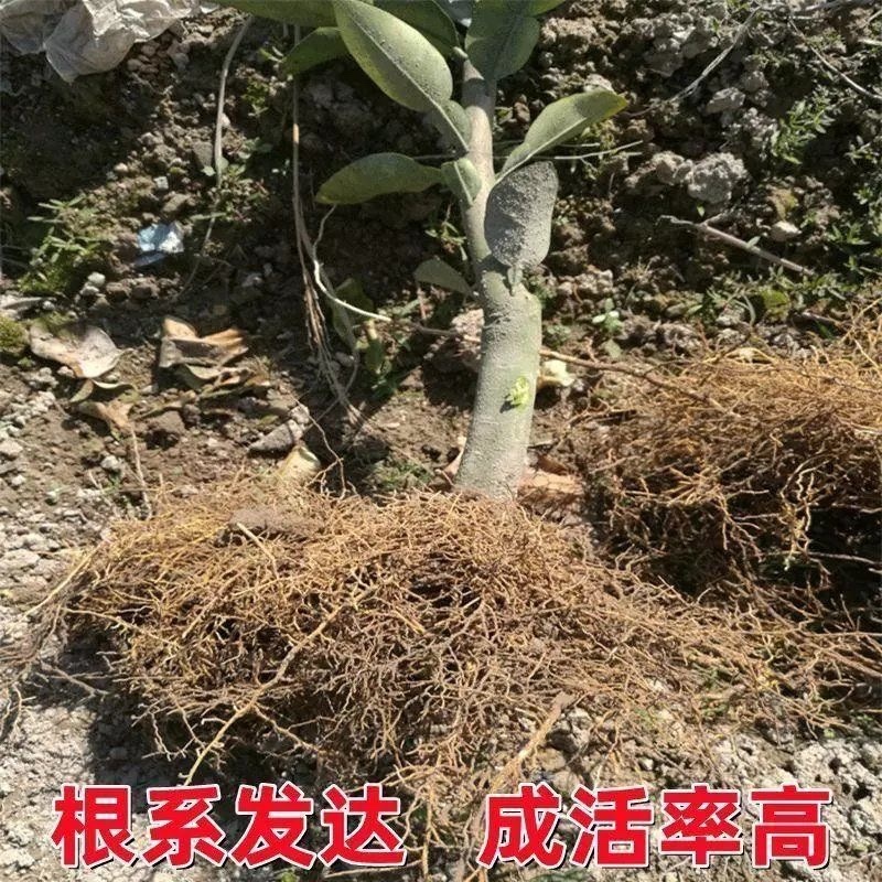 葡萄柚苗产地直发，支持看货，需要的联系，欢迎各位朋友咨询