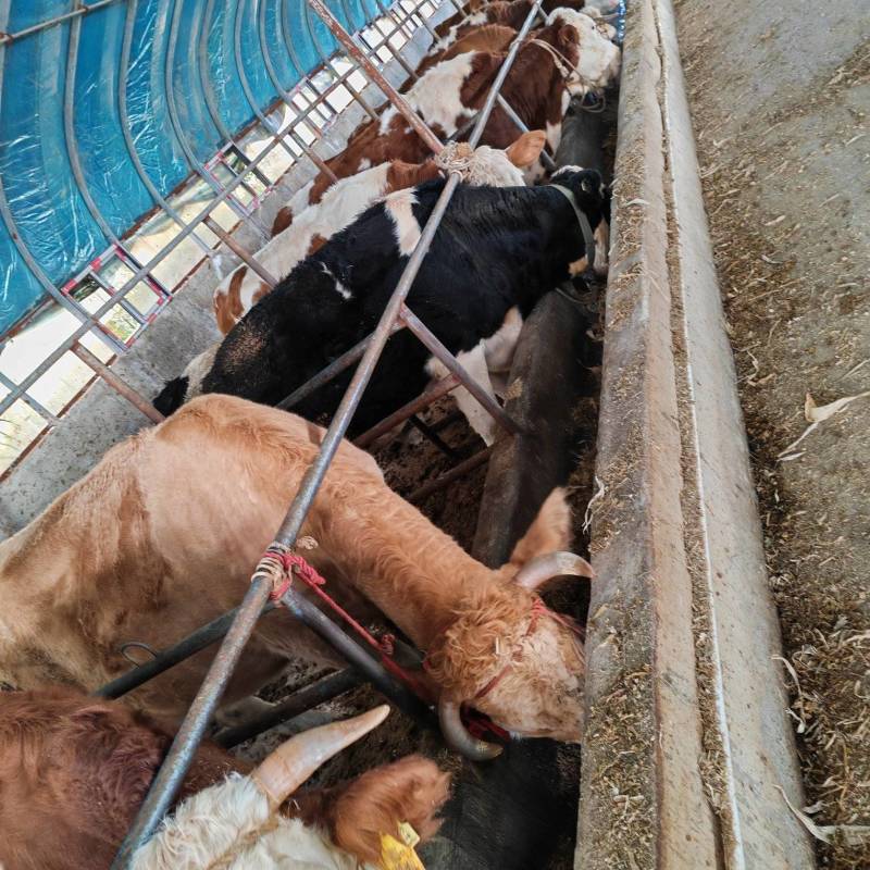 小牛犊肉牛都有