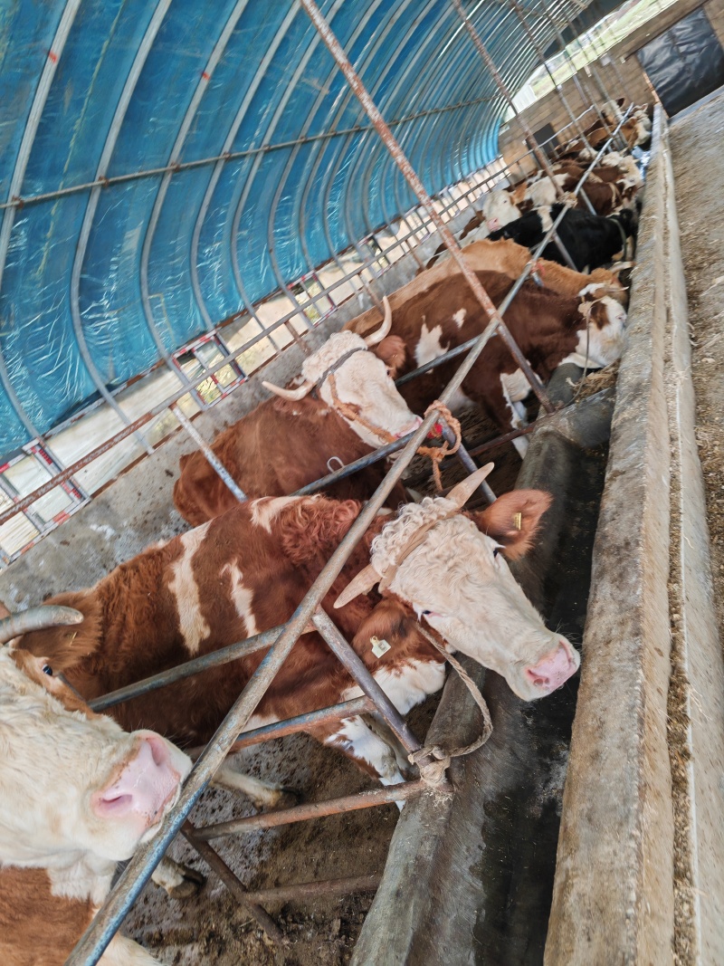 小牛犊肉牛都有