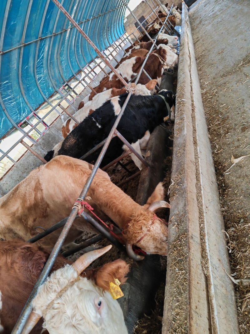 小牛犊肉牛都有