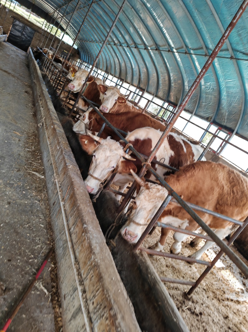 小牛犊肉牛都有