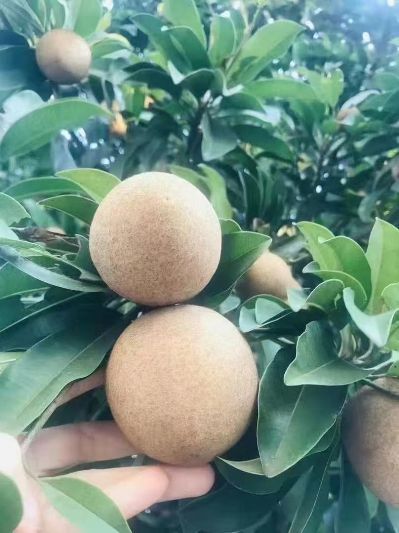 人心果
