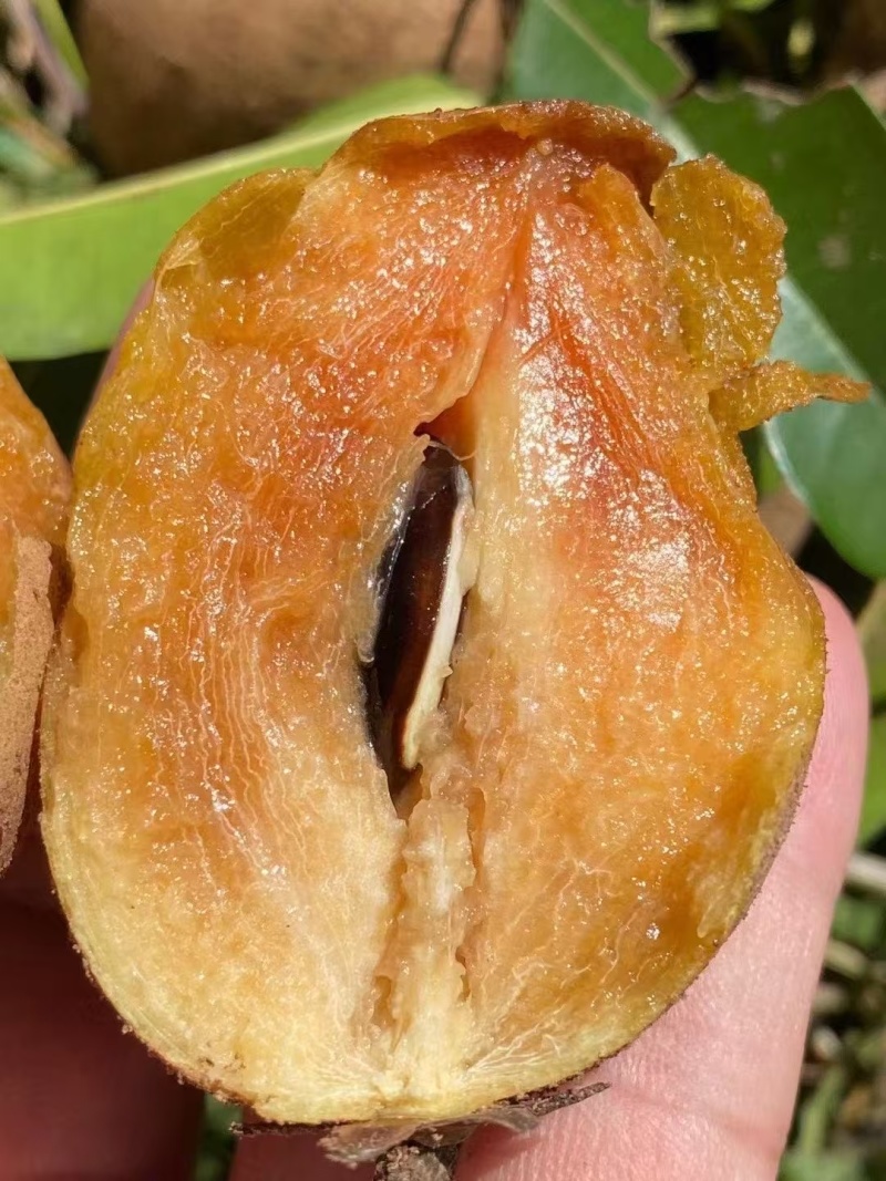 人心果