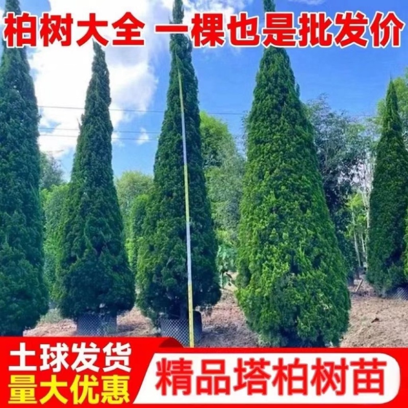 塔柏绿化松柏苗，宝塔松龙柏常青树苗，产地直销颗颗好苗