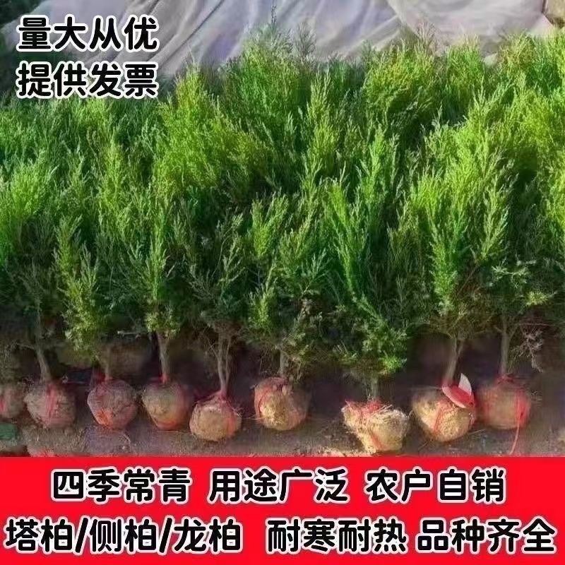 塔柏绿化松柏苗，宝塔松龙柏常青树苗，产地直销颗颗好苗