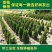 塔柏绿化松柏苗，宝塔松龙柏常青树苗，产地直销颗颗好苗