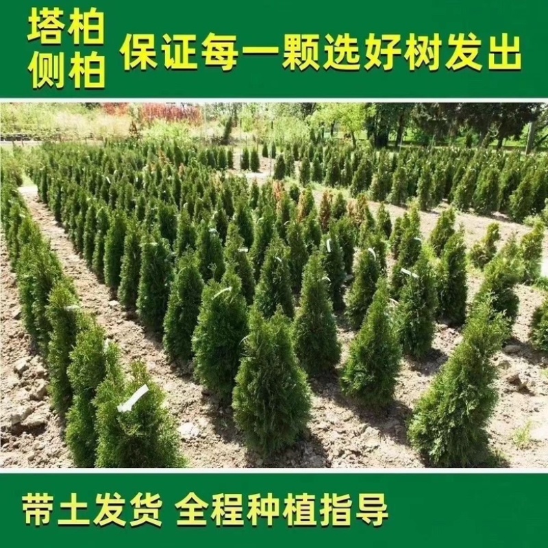 塔柏绿化松柏苗，宝塔松龙柏常青树苗，产地直销颗颗好苗