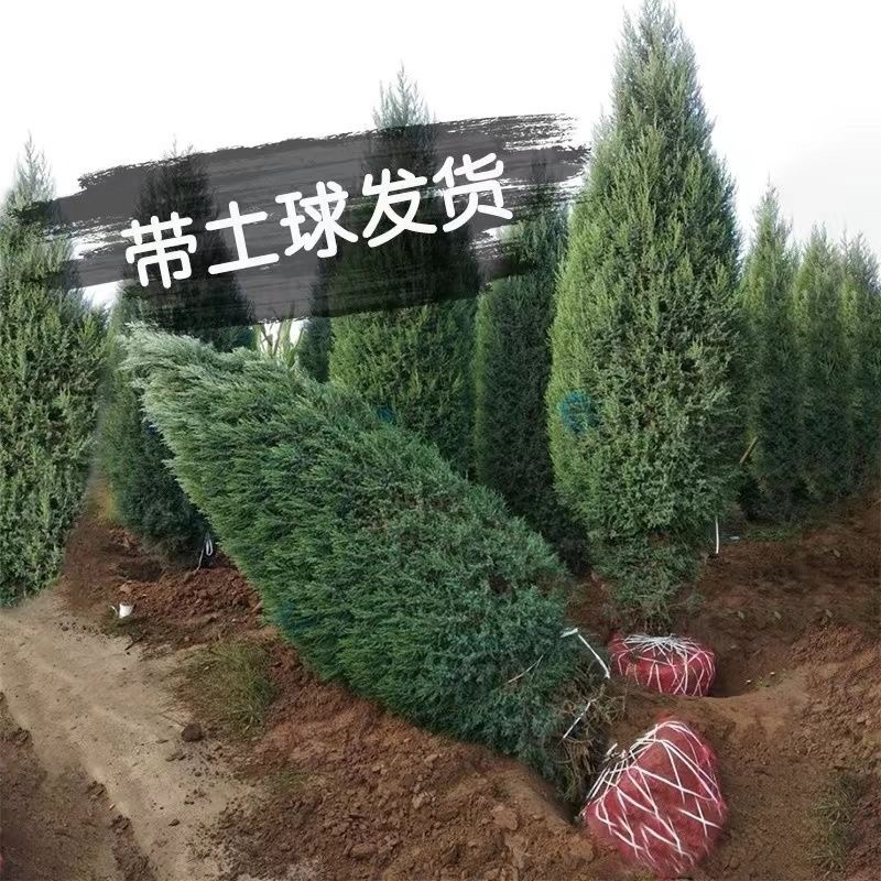 塔柏绿化松柏苗，宝塔松龙柏常青树苗，产地直销颗颗好苗