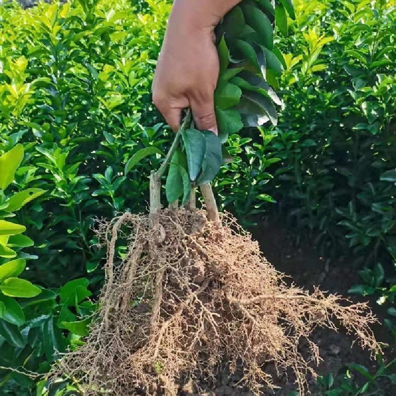 正宗纽荷尔脐橙苗产地直发，欢迎大家前来采购，