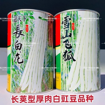 雪山飞狐白玉豇豆种子长白龙白条长豆角种籽早熟无鼠尾白豇豆