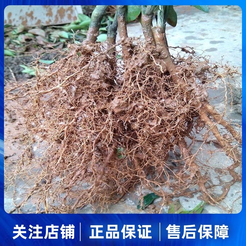 金秋沙糖桔苗直发，爆甜，需要的来联系，支持看货