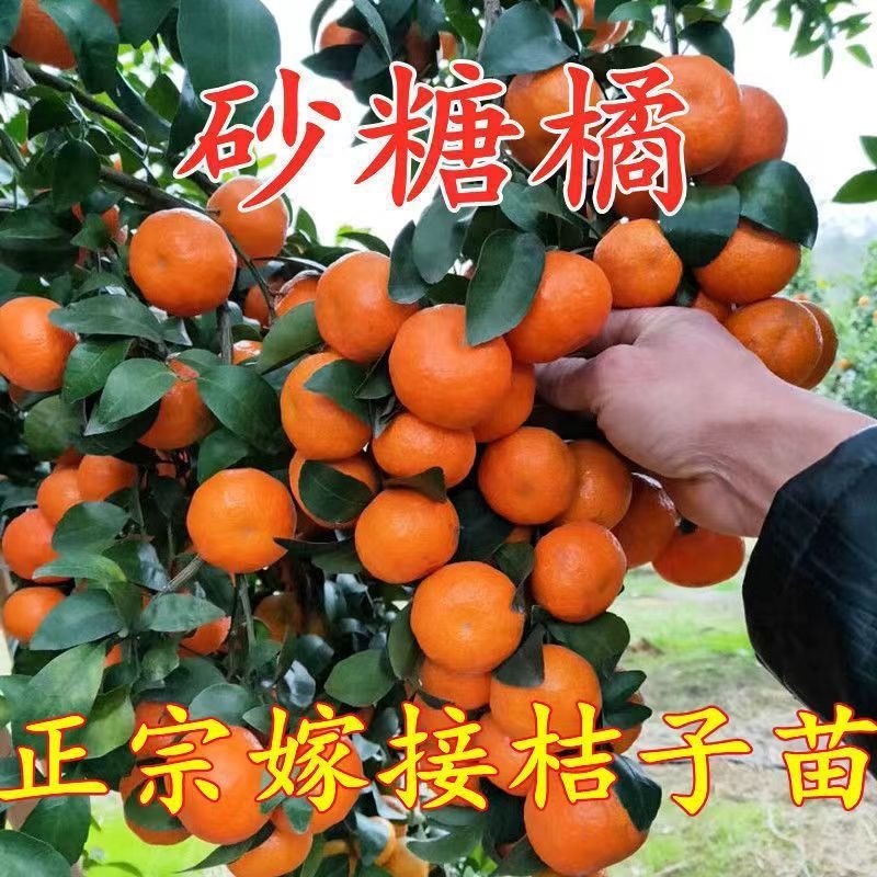 金秋沙糖桔苗直发，爆甜，需要的来联系，支持看货