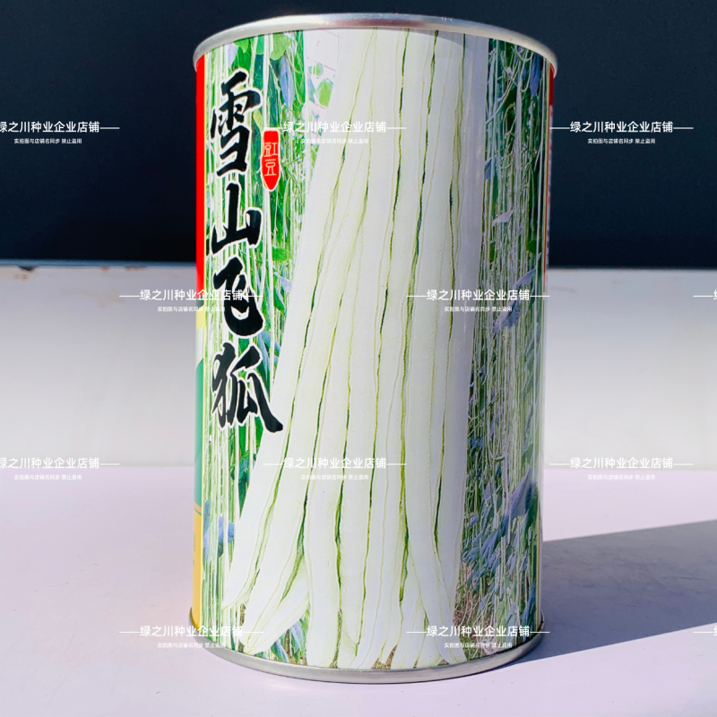 雪山飞狐白玉豇豆种子长白龙白条长豆角种籽早熟无鼠尾白豇豆