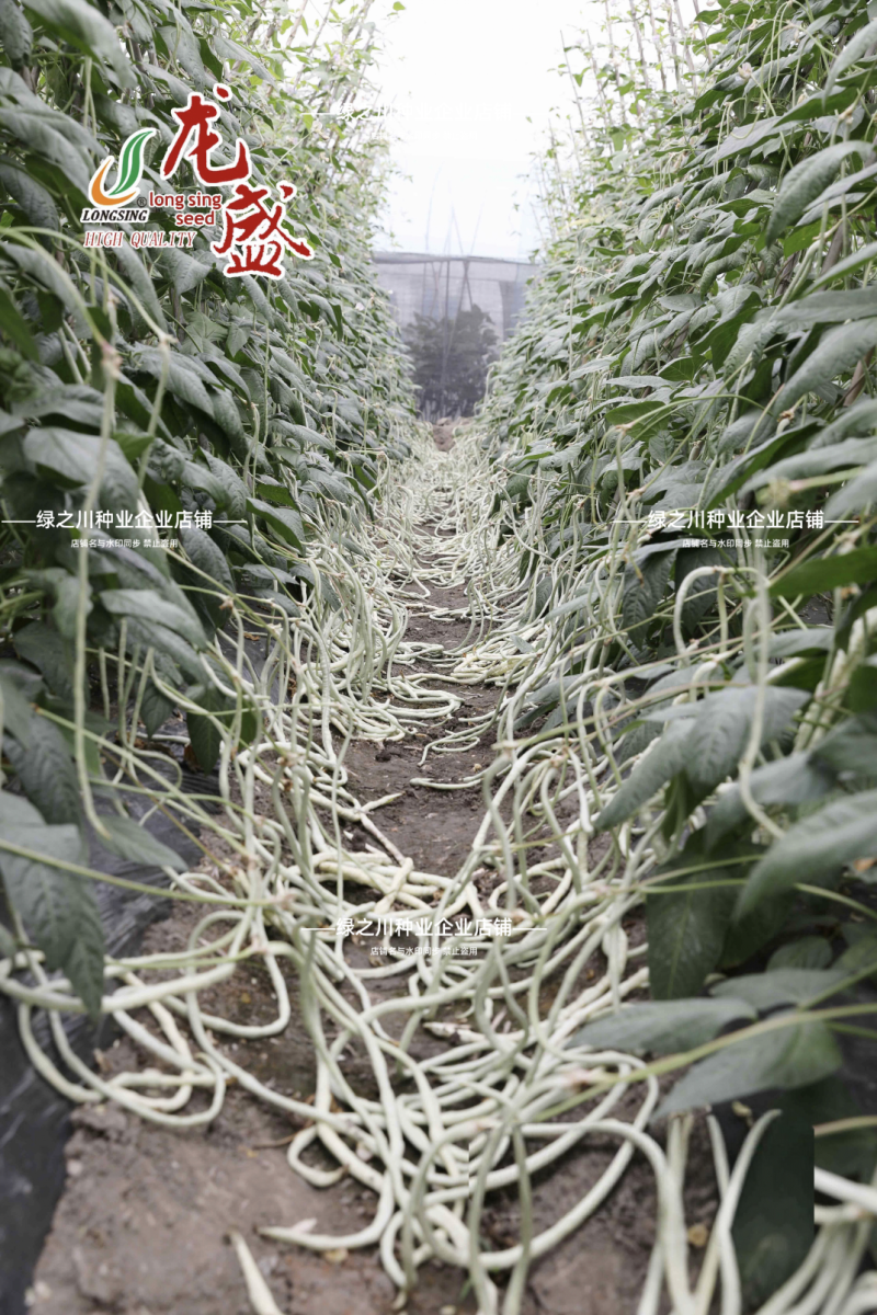 雪山飞狐白玉豇豆种子长白龙白条长豆角种籽早熟无鼠尾白豇豆