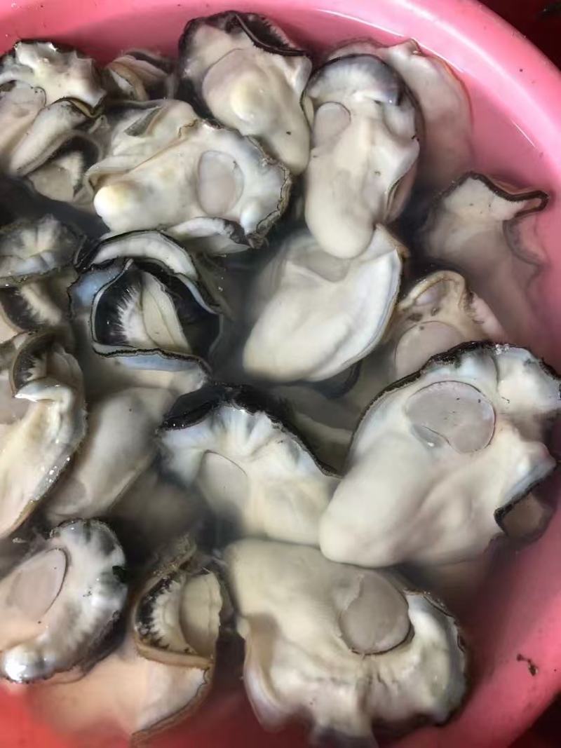 大脆蚝井州本港白蚝潮汕生蚝